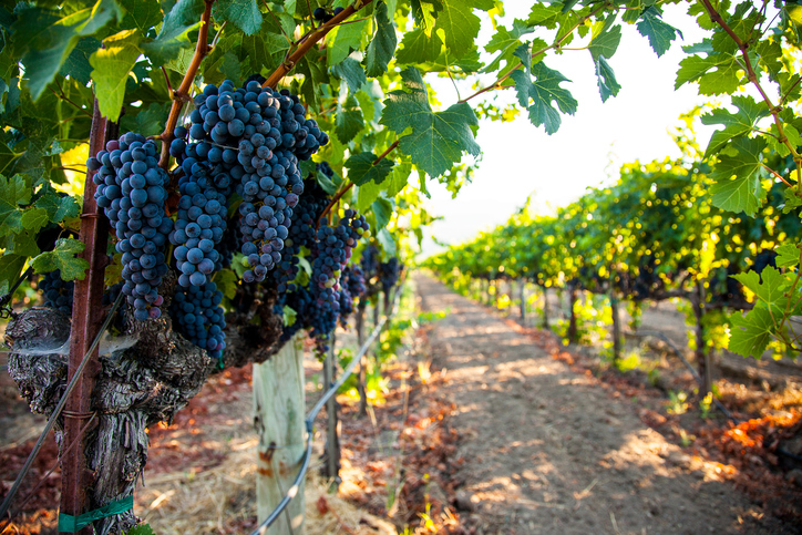 Why Napa Valley Winery Should Be on Your To-Visit List – Neckies Great Adventures